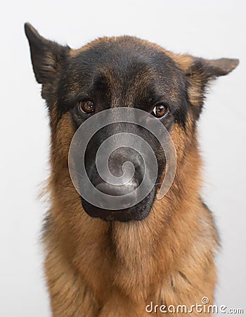 Dog`s emotions Stock Photo